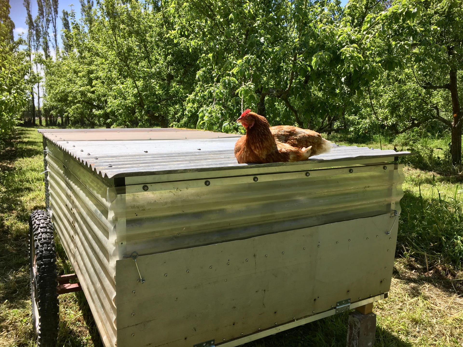 Chicken Resting on Coop